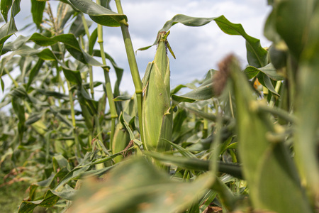 【期間限定発送】「野菜ソムリエサミット」2024年7月度 金賞受賞 とうもろこし スイートコーン ひなたプレミアコーン 4.5kg [増田園芸 宮崎県 日向市 452061048] トウモロコシ 糖度 甘い 先行予約