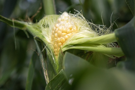 【期間限定発送】「野菜ソムリエサミット」2024年7月度 金賞受賞 とうもろこし スイートコーン ひなたプレミアコーン 4.5kg [増田園芸 宮崎県 日向市 452061048] トウモロコシ 糖度 甘い 先行予約