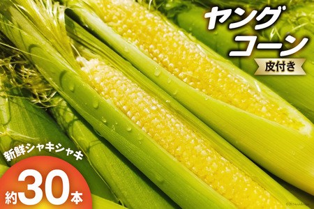 【期間限定発送】朝どれ ヤングコーン 皮つき 約30本 [増田園芸 宮崎県 日向市 452060157] とうもろこし トウモロコシ ベビーコーン 新鮮 採れたて 直送 先行予約