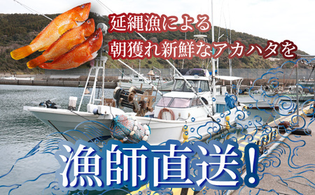 KU013 ＜2026年7月より順次発送＞宮崎県串間産アカハタ(計約750g・2～3匹)延縄漁による朝どれ高級魚を漁師直送！