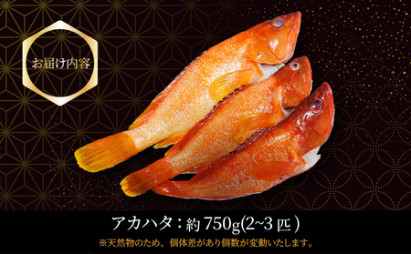 KU013 ＜2026年7月より順次発送＞宮崎県串間産アカハタ(計約750g・2～3匹)延縄漁による朝どれ高級魚を漁師直送！