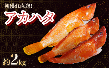 KU015＜2026年7月より順次発送＞宮崎県串間産アカハタ(計約2kg・4～8匹)延縄漁による朝どれ高級魚を漁師直送！