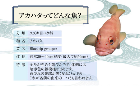 KU015＜2026年7月より順次発送＞宮崎県串間産アカハタ(計約2kg・4～8匹)延縄漁による朝どれ高級魚を漁師直送！
