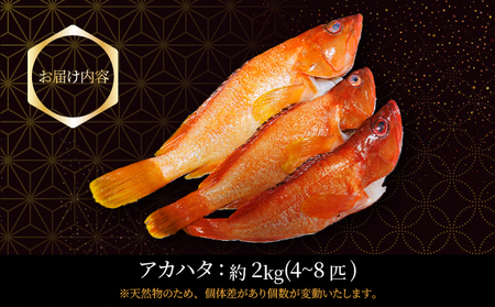 KU015＜2026年7月より順次発送＞宮崎県串間産アカハタ(計約2kg・4～8匹)延縄漁による朝どれ高級魚を漁師直送！