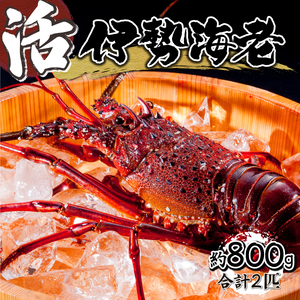 HRISI-80【先行予約・数量限定】宮崎県串間産 天然伊勢エビ(約800g・2匹) 【合同会社Houryoumaru】