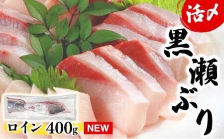 KU281-2＜2026年1月発送分＞活じめ！黒瀬ぶりの生鮮ブリロイン2節?3節（400g前後）