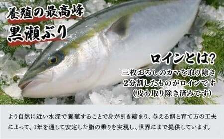 KU281-2＜2026年1月発送分＞活じめ！黒瀬ぶりの生鮮ブリロイン2節?3節（400g前後）