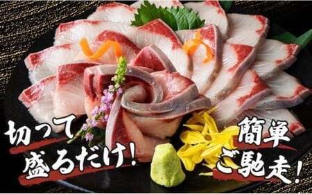 KU281<2026年1月発送分>活じめ!黒瀬ぶりの生鮮ブリロイン2節(1.0kg前後)