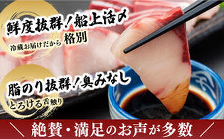 KU281<2026年2月発送分>活じめ!黒瀬ぶりの生鮮ブリロイン2節(1.0kg前後)