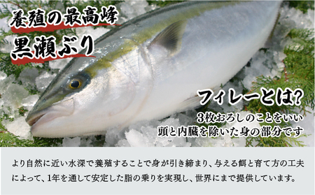 高評価!活じめ!黒瀬ぶりの生鮮ブリフィレー 1.5kg前後 (2026年4月発送)_K001-003
