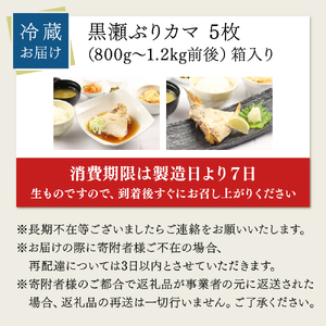 【4月発送】活じめ!黒瀬ぶりカマ(5枚入)(800g~1.2kg前後)_K001-014