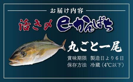 AG-CD1 【先行予約】東京オリンピック供給資格「AEL(養殖エコラベル)」認証取得のカンパチ！活き〆プレミアムフィッシュ「e-かんぱち」丸ごと1尾(ラウンド・3.0kg～3.8kg)【マルエイ水産】