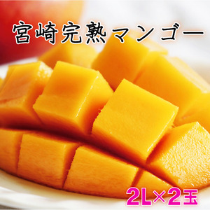 KU019 ＜数量限定＞宮崎完熟マンゴー(2L×2玉) 宮崎県産の完熟マンゴー 
