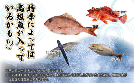 KU072 【先行予約】宮崎県串間産 朝獲れ鮮魚セット計約5～6kg(6～7種)定置網による厳選「朝獲れ鮮魚」を漁師直送！ 【豊漁丸】