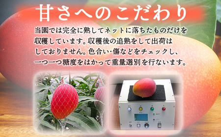 KU325 「ご家庭用」宮崎完熟マンゴー(約1.8kg・大小混合3～5個) 【やました農園】