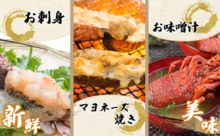 KU346 【数量限定】<生冷凍>宮崎県串間産 天然伊勢エビ(計約1kg前後・2~4匹) 【合同会社Houryoumaru】