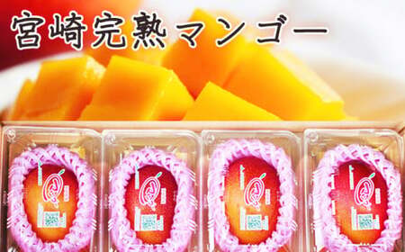 KU381 ＜先行予約・数量限定＞みやざき完熟マンゴー1.4kg以上（2Lサイズ４個入[350g～459g]×4個） 【串間市大束農業協同組合】