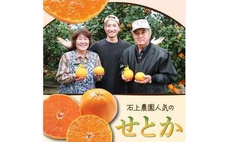 KU430 数量限定！串間市都井「石上農園」わけあり せとか(約5kg 16～20玉)【石上農園】