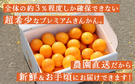 KU445 【プレミアム】選りすぐりの大玉完熟きんかん１kg【玉様ファーム】