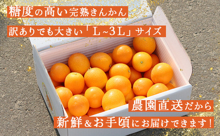 KU446 【訳あり】完熟きんかん１kg Ｌ～3Ｌサイズ 【玉様ファーム】