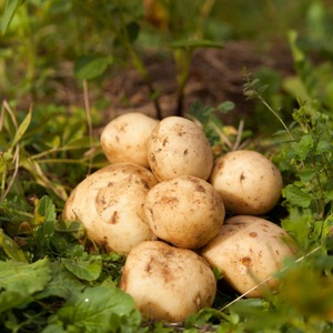 北海道十勝豊頃産 冷凍フライドポテト 450g×5【2025年産】（先行受付）【工房みみずく】