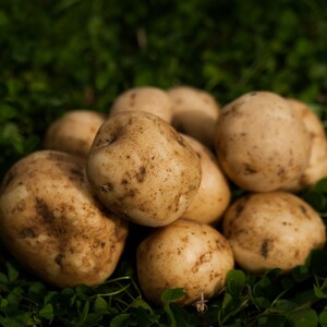 十勝野じゃがいもきたあかり10kg 【2026年秋出荷】（先行受付）［按田農場］