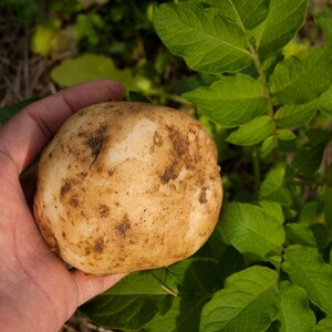 十勝野じゃがいも詰合せセット10kg（きたあかり・メークイン）【2026年秋出荷】（先行受付）［按田農場］