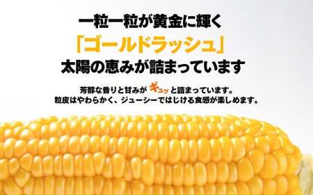 【先行予約】朝どれ　西都市産スイートコーン　ゴールドラッシュ約7㎏＜1-9＞2025年初夏発送