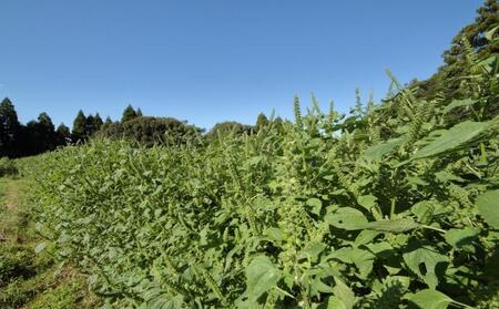 【国産】えごま茶(ティーパック)宮崎県西都市産<1-112>