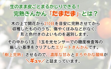 【先行予約】糖度18度以上　きんかんたまたまエクセレント1㎏　宮崎県西都市産＜1.7-27＞