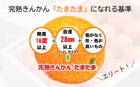 【先行予約】糖度16度以上　きんかんたまたま1㎏　宮崎県西都市産＜1-136＞