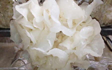 白い木耳(きくらげ)粉50g＜1-64＞