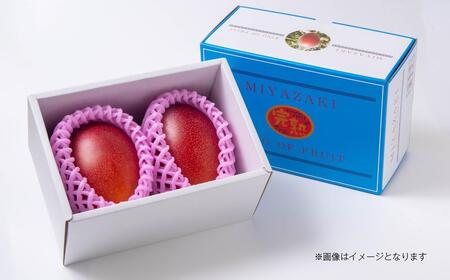 6月発送【先行予約】最高級ブランド『太陽のタマゴ』2L×2個【糖度15度以上】宮崎県西都市産完熟マンゴー＜3.6-5＞宮崎マンゴー 果物 フルーツ 甘い