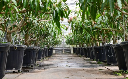 【先行予約】高糖度完熟マンゴー3L×2個　計900g　鉢植栽培　西都市産　数量限定＜2-70＞