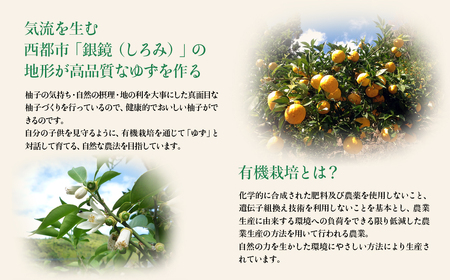 PREMIUM【銀の柚子】ふるさと納税限定ゆずはっち　24本入＜1.5-165＞