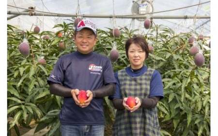【先行予約】『川崎農園』完熟マンゴー 西都市 産生産者直送 2026年発送＜1.7-46＞