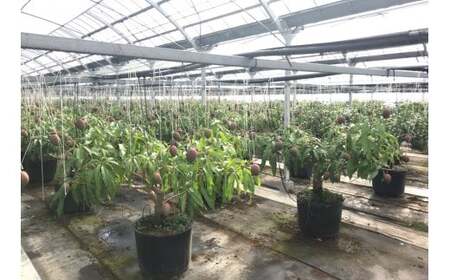 【先行予約】鉢植栽培　高糖度完熟マンゴー4L×2個　西都市産　2026年発送　数量限定＜2.5-26＞