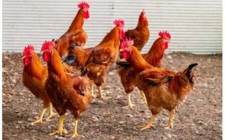 妻地鶏むね肉カット30 150g×10パック<1-242>*