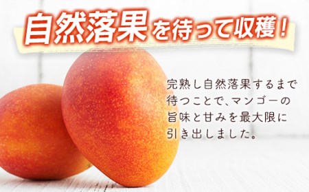 【先行予約】最高級ブランド完熟マンゴー『太陽のタマゴ』約1kg＜3-48＞