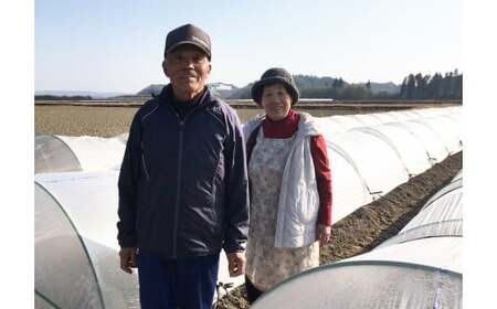 【先行予約】緒方さんちのスイートコーン『イエロー』約7kg　西都産　2026年初夏発送＜1-43＞＊