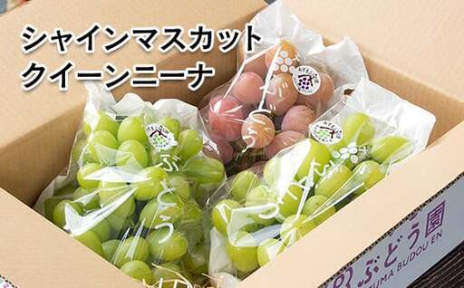 シャインマスカット入り 完熟ぶどうお任せ詰め合わせセット 1kg 【水間ぶどう園】先行予約＜16-3a＞