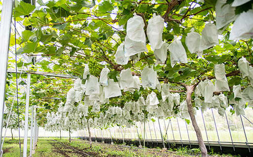 シャインマスカット入り 完熟ぶどうお任せ詰め合わせセット 1kg 【水間ぶどう園】先行予約＜16-3a＞