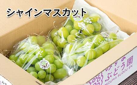 【先行予約】シャインマスカット約1kg　西都産完熟ぶどう　水間ぶどう園＜1.1-23＞