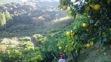 （D）「銀の柚子」生ゆずまるごと搾りセット＜2.4-5＞