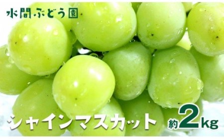 【数量限定】西都産完熟ぶどう【シャインマスカット】2kg<1.5-82>