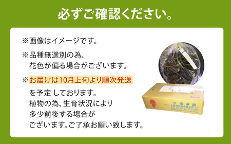 【2024年10月上旬発送開始】水仙球根 ハッピーミックスセット 20球 無選別 スイセン 花 フラワー 園芸 ガーデニング 植物 送料無料