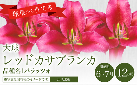 【2024年10月上旬発送開始】ユリ球根 大球レッドカサブランカ 12球 パラッツォ 赤花品種 花 フラワー 園芸 ガーデニング 植物 高品質 送料無料