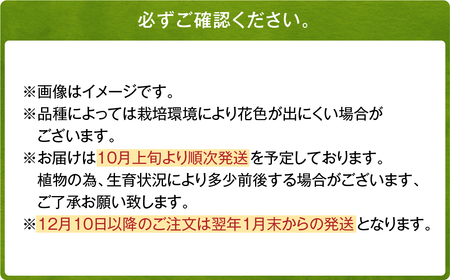 【2024年10月上旬発送開始】ユリ球根 大球レッドカサブランカ 12球 パラッツォ 赤花品種 花 フラワー 園芸 ガーデニング 植物 高品質 送料無料