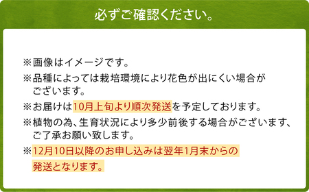 【2024年10月上旬発送開始】ユリ球根 カサブランカ 3種 各4球 合計12球 球根 大球定番 (カサブランカ・ゴールデンカサブランカ・ピンクカサブランカ) 花 フラワー セット 園芸 ガーデニング 植物 高品質 送料無料