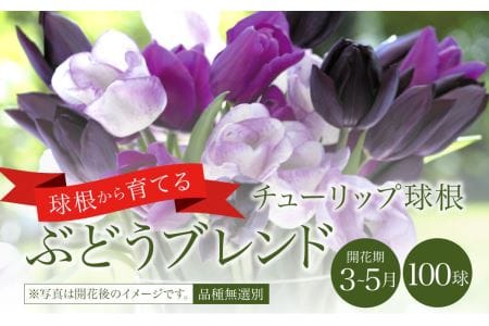 10月上旬より順次発送 チューリップ 球根 ぶどうブレンド 無選別 100球 紫 花 フラワー 宮崎県えびの市 ふるさと納税サイト ふるなび